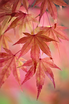 禾絮采集到木之灵