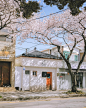樱花树 cr.gyuya_