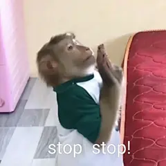 没有任何吗喽表情包能逗笑我了