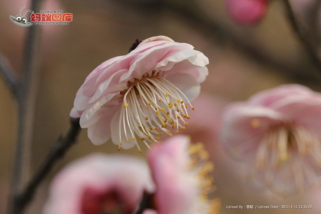 红梅花图片素材