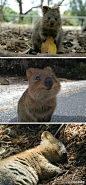产自澳大利亚的短尾矮袋鼠，这货果真是世界上最开心的动物