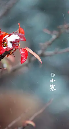 2014年24节气小寒高清手机壁纸744*1392