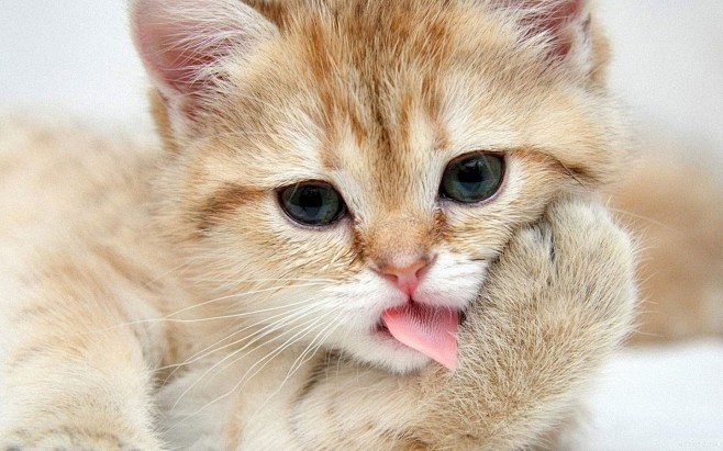  吐舌头可爱猫咪高清电脑壁纸 