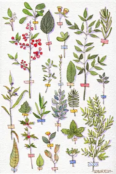 水彩 插画 教程 花卉 植物 小清新 手绘 人物 设计 手账 贴纸 图源网络 侵删 by 墨巷怀人