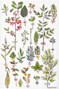 水彩 插画 教程 花卉 植物 小清新 手绘 人物 设计 手账 贴纸 图源网络 侵删 by 墨巷怀人