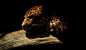 黑暗背景下的美洲豹高清图片素材下载