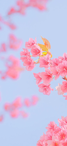 花瓣陪你做生活的设计师