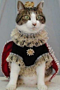 猫公主
