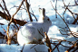 北极兔 Arctic hare - MONO猫弄