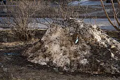 在一大堆脏兮兮的正在融化的雪中，可以看到一个医用口罩。大流行的概念随着热度的到来而结束