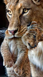 Lion Cub and Mom: 