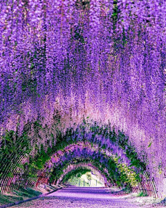 豆豆的六次方采集到花海景观