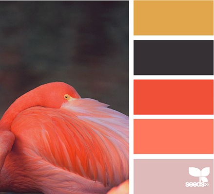 feathered pink