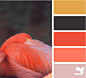 feathered pink