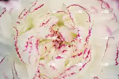 牡丹 开花 花壁纸 自然 美丽的花朵 花 春天 温柔 花卉背景