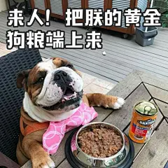 大家常常听说“恶犬出没”，听着神勇无比凶猛异常！实际上，作为恶犬原型的斗牛犬不仅膀阔腰圆呆萌爆表，还实力挤进了表情包阵容近期更是跨界时尚圈，携手另一网红汪成功搞事 戳链接揭晓搞事内幕：O网页链接可能还会一不小心被千元礼包砸中 ​​​​