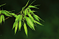 荆竹的 搜索结果_360图片