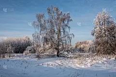 白雪覆盖的美丽的冬季森林。