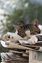9张日系慵懒的优美猫咪猫的图片