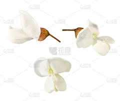 洋槐