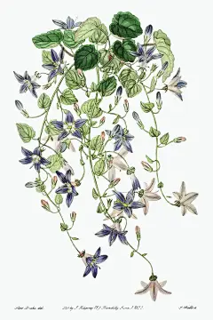 《爱德华兹植物名录》