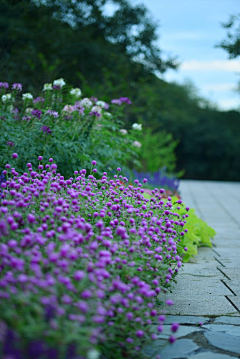 花花不在线采集到花镜