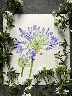 水彩--百子莲 - 高清图片，堆糖，美图壁纸兴趣社区