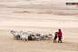 2016年1月31日，山西临猗，牧羊途中，一只牧羊犬和主人亲昵。刘宝成/视觉中国