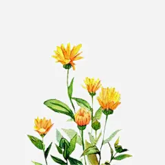 黄色金盏菊花插画png免抠素材_新图网 https://ixintu.com 黄色 金盏菊 菊花 插画