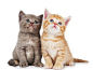 猫吃猫粮_360图片