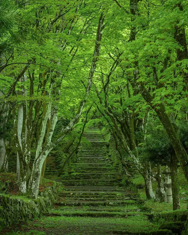 Green.图片_树-森林图片素材-花瓣网