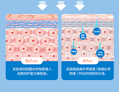 矢苣采集到皮肤结构