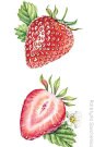 #botanical #detailed #illustration #Strawberry #Watercolor