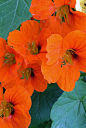 Orange nasturtiums