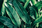 北欧小清新热带雨林植物叶子树叶棕榈树装饰画017 摄影图片 自然