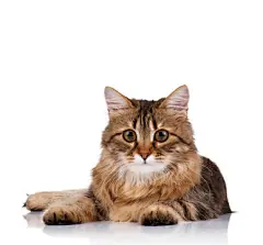 点击来源直接获取大图文件 |可爱的猫