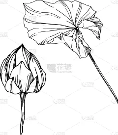 莲花,植物学,黑色,仅一朵花,荷花,壁纸,植物群,春天,花