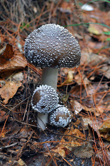 猪油菌学名芝麻菌又称天才帅哥英文叫schwein属于真菌类植物因其夏季