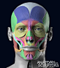 3D Model Facial Muscles, Anatomy For Sculptors