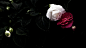 General 1920x1080 flowers rose dark plants red flowers white flowers