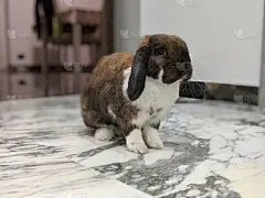 可爱的长耳朵家兔