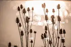 蓟 酷背景 自然 全高清壁纸 桌面背景 免费壁纸 笔记本电脑壁纸