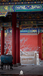 彤阶飞雪，青枝寒酥。
12月11日，北京迎来今冬初雪。

白雪镶红墙，碎碎坠琼芳。
在雪中，故宫安静得不动声色。
琉璃金顶玉尘层叠，
朱墙廊壁银星闪灼。
极目远望，丹宸碧瓦与雪相接，
与天一色。
