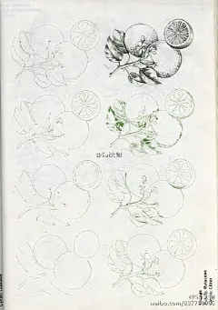 #绘画学习#  【50多种植物的设计绘制练习素材】可以用于手绘、手帐制作以外，同时在很多插画设计中都会用到植物、叶子充当背景或者装饰元素，转给需要的伙伴们嗷~ O网页链接密码：9c25 ​​​​  #设计小课堂# ​​​​