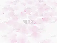樱花,花瓣,华丽的,清新,自然界的状态,珊瑚色,浪漫,壁纸,色彩鲜艳,柔和色