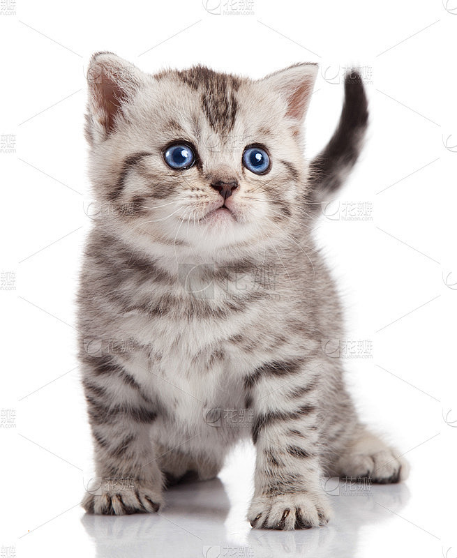 白底上的小猫