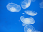 くらげ Jellyfish | Flickr – 相片分享！