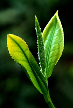 闲时看竹采集到植物