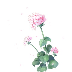 邱璟采集到花植物