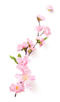 春季桃花杏花树枝 png